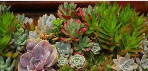 顺利|养多肉植物一个小技巧,长得壮状态好,而且还能顺利开花