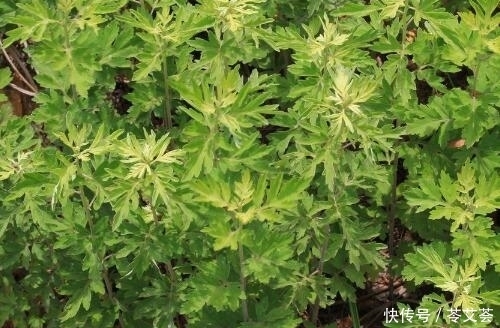 农村有种草浑身都是宝,能平喘止咳,还可安胎抗过敏