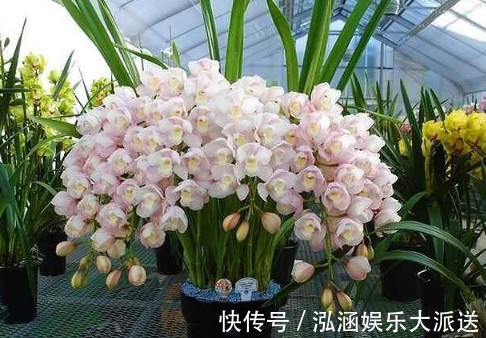 让“兰花”开爆盆记住几点,新芽冒得快,开花多,跟着学就行了