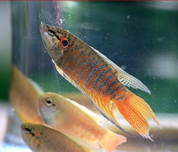 斗鱼腹水快速治疗