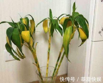 富贵竹咋养都黄叶浇水加点料，绿叶嗖嗖冒，养的节节高！