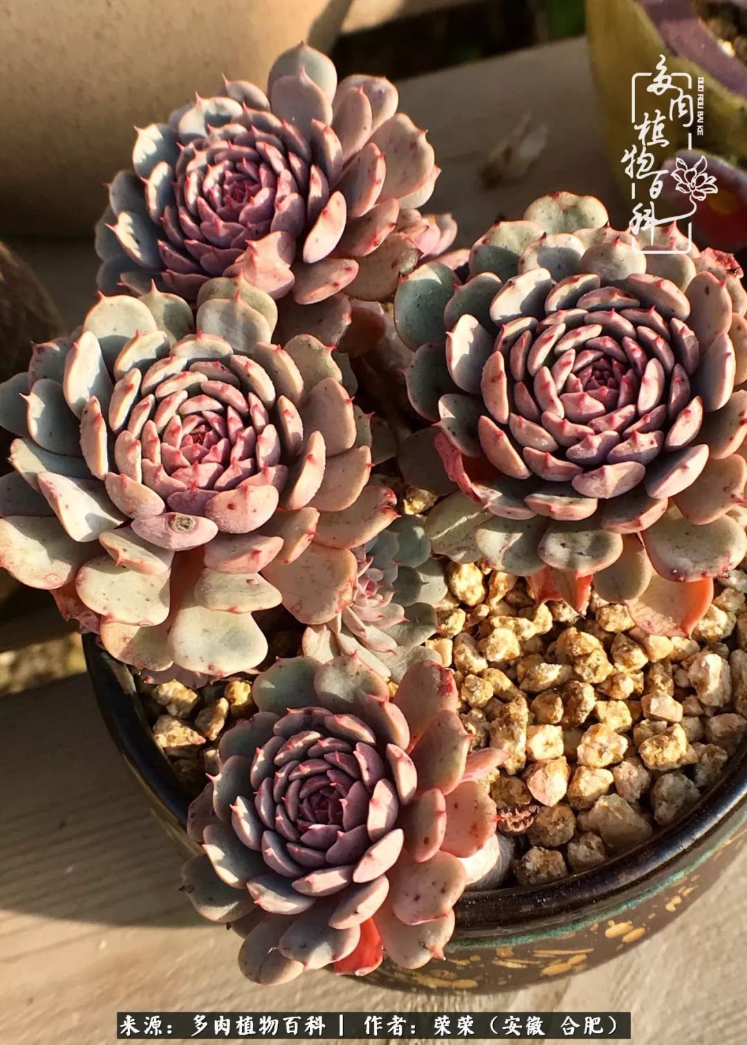 金秋时节,变化带来的惊喜不正是养肉的乐趣所在么!