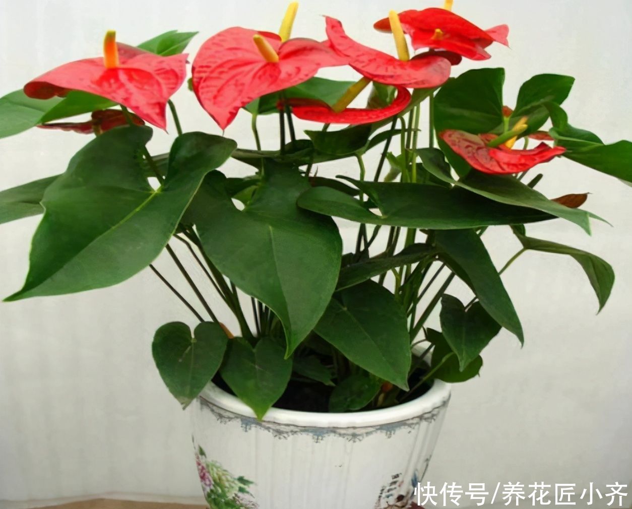 家中常见的这些花，摆放位置很关键，否则花期短，甚至不开花