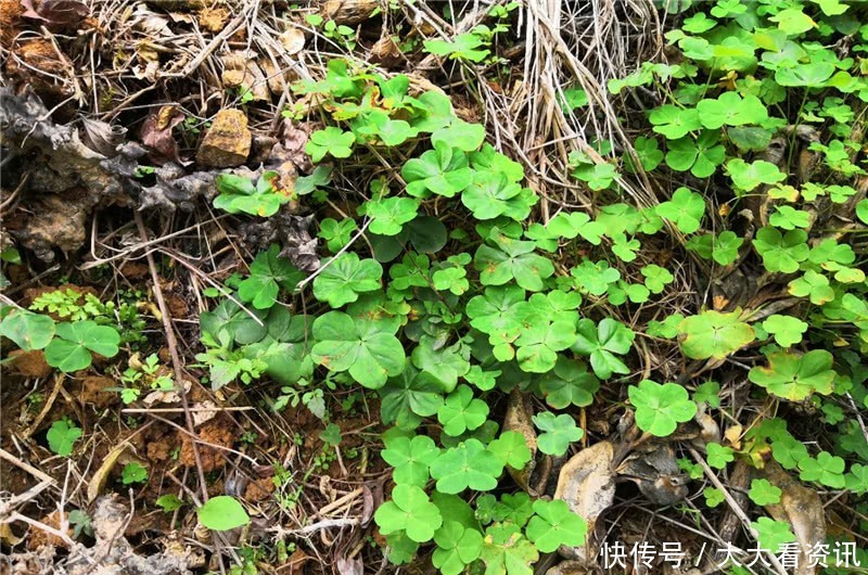 种植|人称“三叶草”，根部似萝卜，农村没人要，城里却大量种植