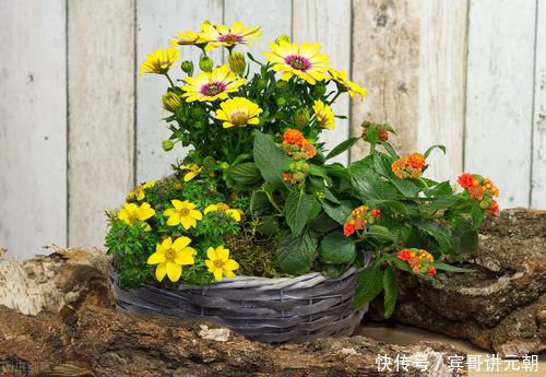 经验|养花15年的经验告诉你,4种水不能用来浇花,科学养好花