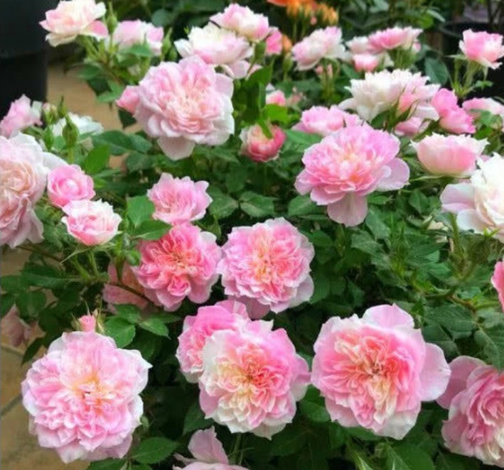 3种花高贵优雅，看了就让人沉醉，花色鲜艳，美丽动人