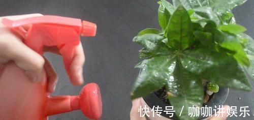 养花怎么补偿营养水 用它泡一泡浇花, 浇过的花油绿直冒芽, 很实用