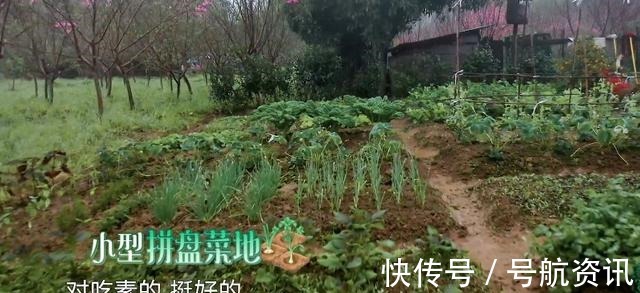 宠物|向往的生活嘉宾们惬意干净的农村生活,还有你没看到的另一面