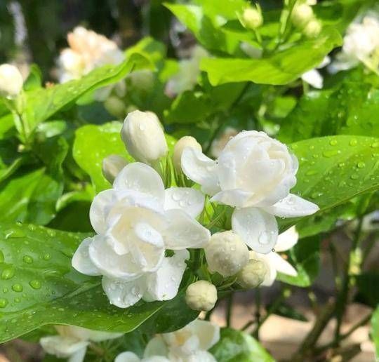 叶片|茉莉花这么养，枝叶繁茂四季绿，花开爆盆，满屋飘香