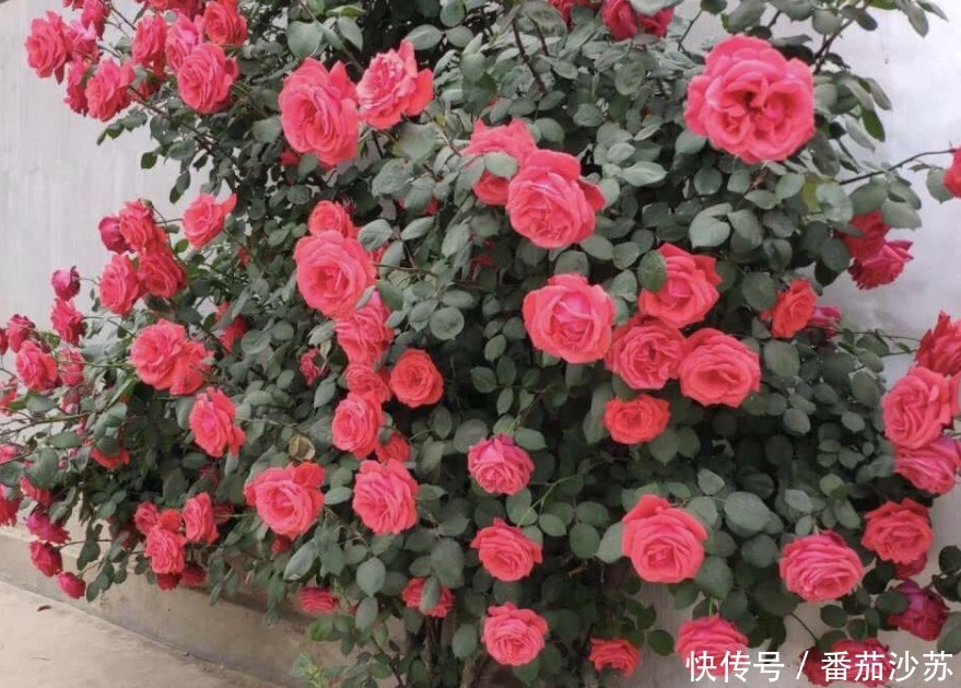 浇灌|用磷酸二氢钾养花,坚持4不施,植物叶不黄、根不烂,呼呼开花