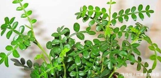 厕所|爱卫生的人,在厕所就养“3种”植物,不仅美观,还能杀菌吸臭!