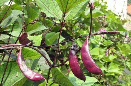 膳食纤维|含有毒素的五种蔬菜,我们竟然还当成宝贝,看看你中招没
