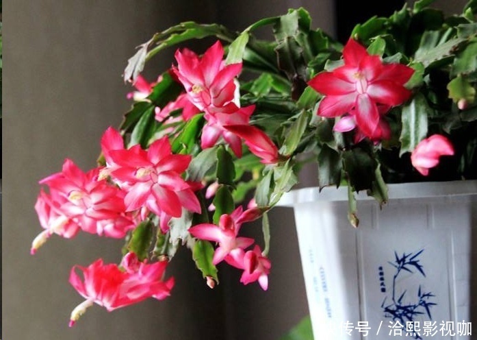 几种花最适合懒人养,勤快人养不过三个月就死!