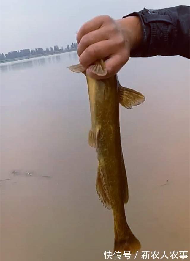 四川一男子黄河野钓遇怪鱼,长长的尾巴形似黄辣丁,网友:赚大了