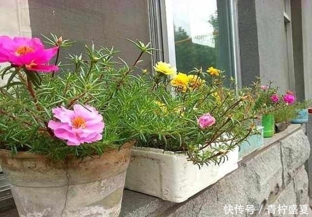 3种花很贵,买不起就不用买,扦插一根枝条,就能开花大半年!