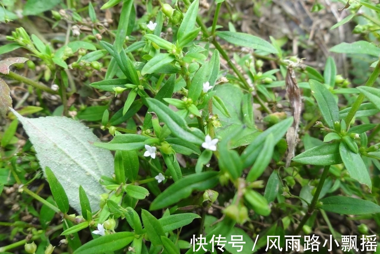 抑毒|农地里的“草”，人称“蛇总管”，是味镇痛抑毒的良药