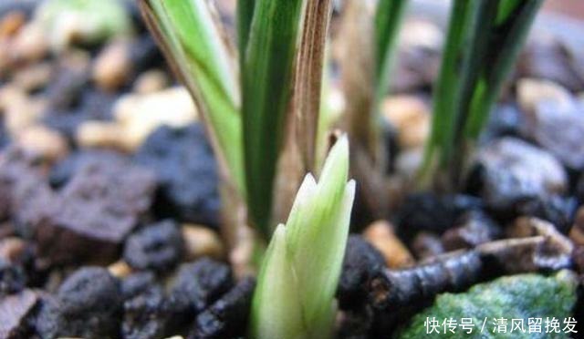 白水煮“它”,用来浇花,30天“兰花”长满小白芽