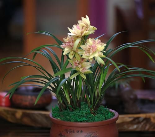  奇蝶的花|四季兰香花之王—“富山奇蝶”，花型似牡丹，香气浓郁，新手首选