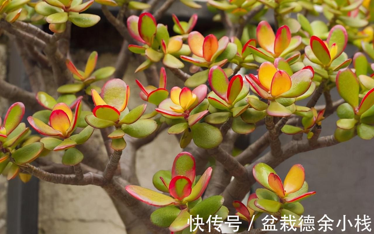 公认好养的“健康花”，建议至少养一盆，个个都是“净化小能手”