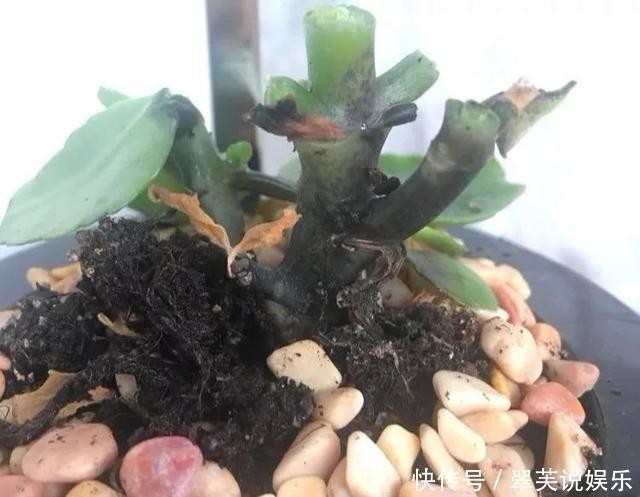 百菌清|养长寿花，遇到2种枝条“不能留”，要不全军覆弄、不开花