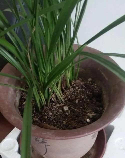 养花土里掺点它,碱性变酸性,花卉叶子呼呼长!