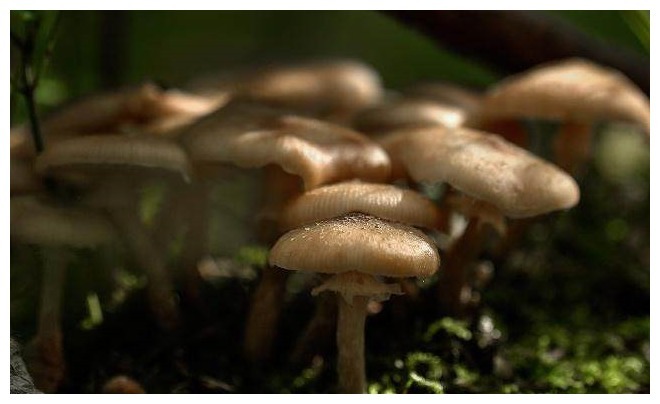 蘑菇|“癌细胞”最怕的3种食物,尽量多吃,可能会对你身体有好处!