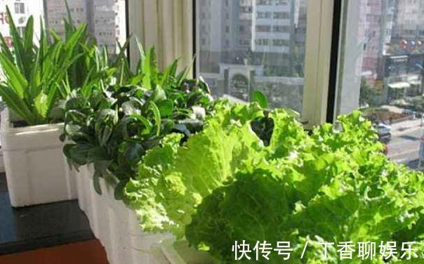 油菜|5种减肥常吃的蔬菜,在室内也能种,随摘随吃好方便