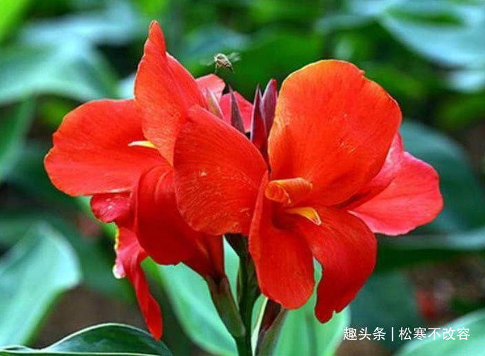 长寿|此款花草适合新手养殖，漂亮好养又便宜，开起花来拦不住