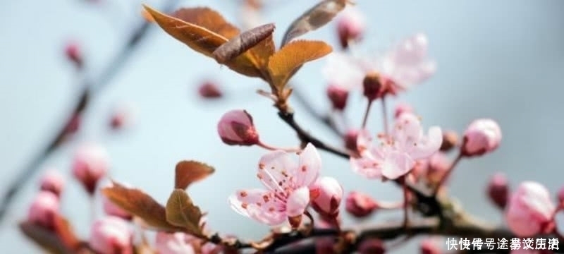 经典|王安石这首诗被严重低估了,第一句就令人惊艳,最后两句更是经典