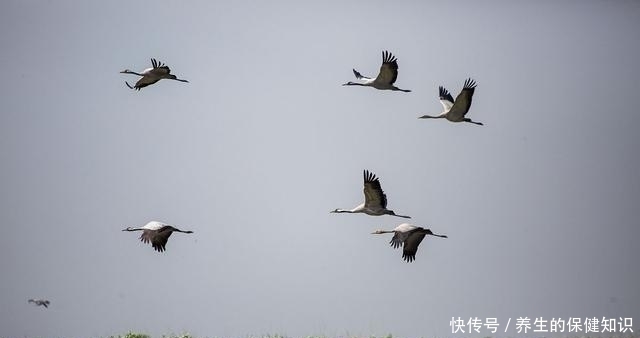 鄱阳湖洪水持续回落洪水过后，最美鄱阳湖欢迎来旅游