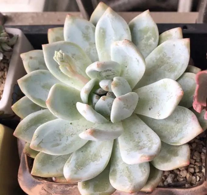 养成一个爱好的重要性和一个养肉人的日常！