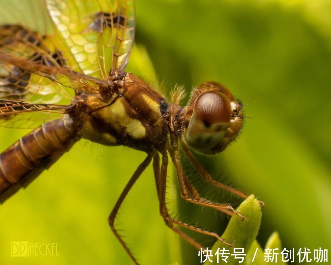 星座|12月，桃花如意，良缘天成，将迎来真爱，爱情圆满的三大星座