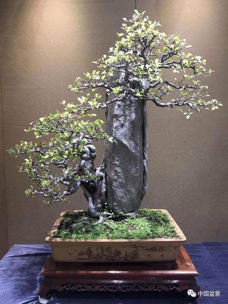 盆景养殖不在多而贵在精,你能养成这样吗?