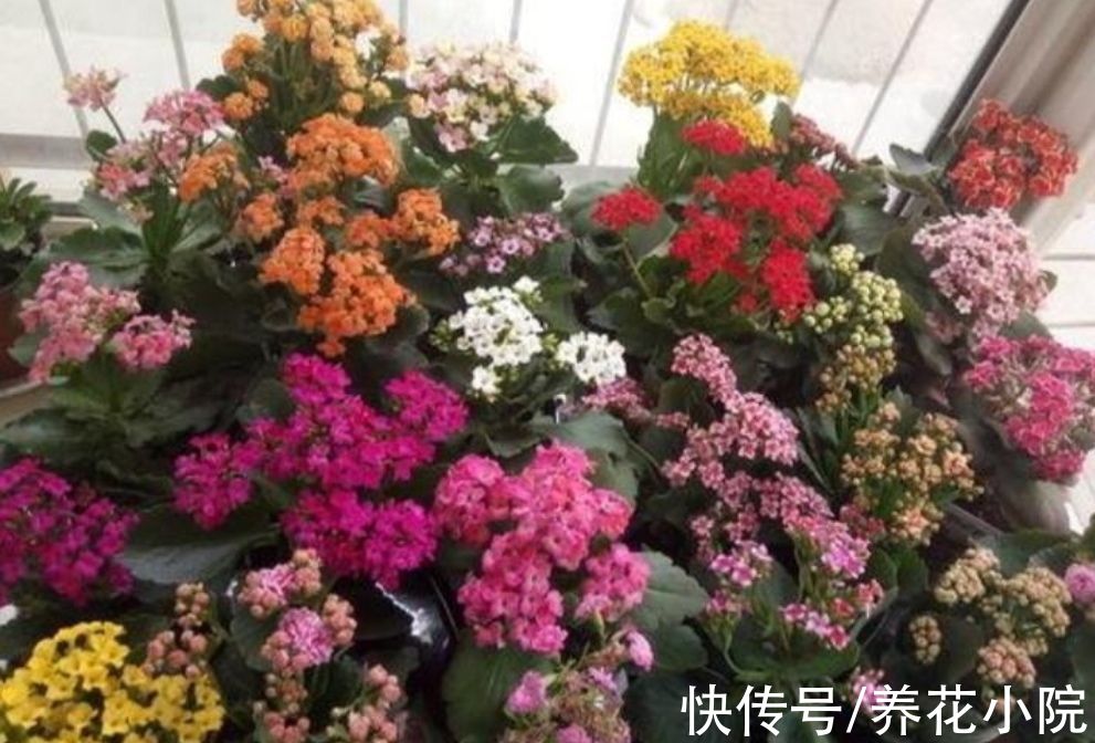 大花团|养长寿花，补上1种“促花肥”，花期开出成大花球