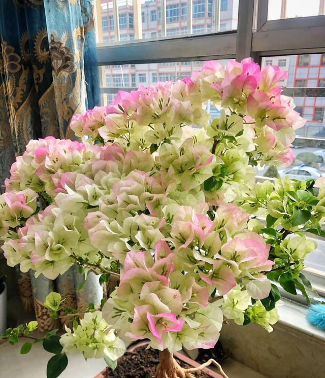 养三角梅,“撸光叶子”虐着养,25天后,又是一个“盛花期”