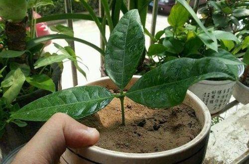 2种花“太名贵”，想养不用买，剪1段“小枝”就能扦插，生根快