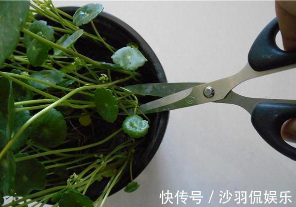 3种花与月季不同,长出“花苞”马上剪,要不颜值低