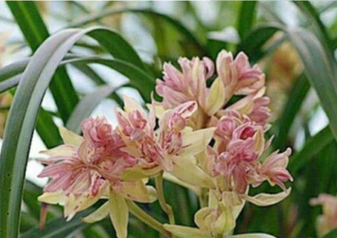 适合冬天养护的4款花卉,不仅花好看名字也好听,颜值超高的