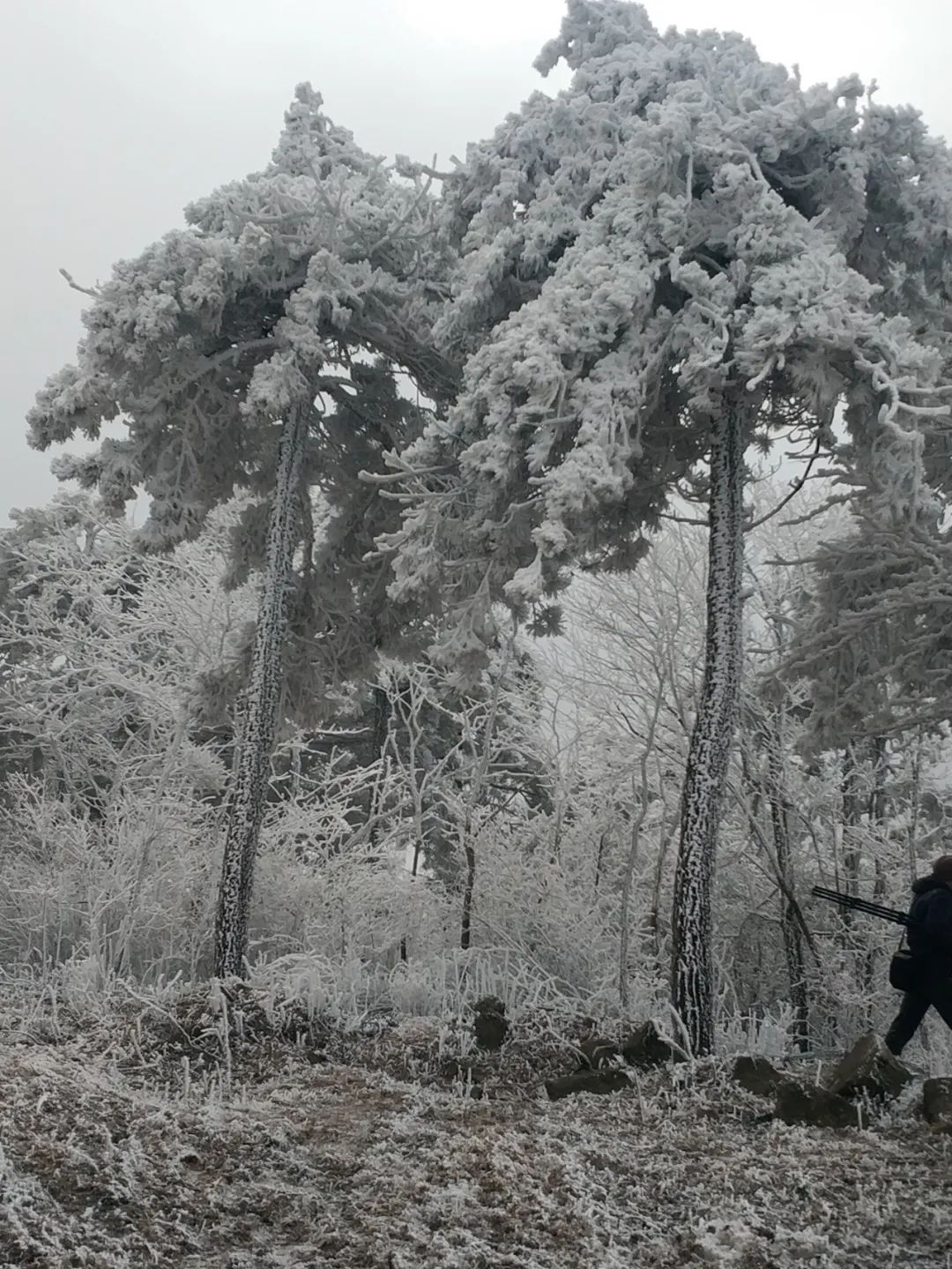 雪景|太美了！台州最新雪景！括苍山跌至-10℃，再现云海奇观（多图多视频）