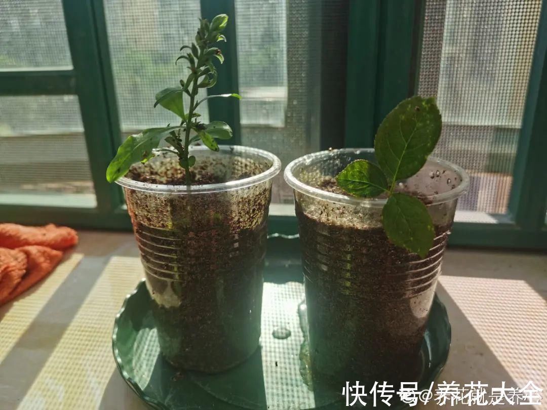 冬天扦插,最简单的方法学起来,这6种花都能生根