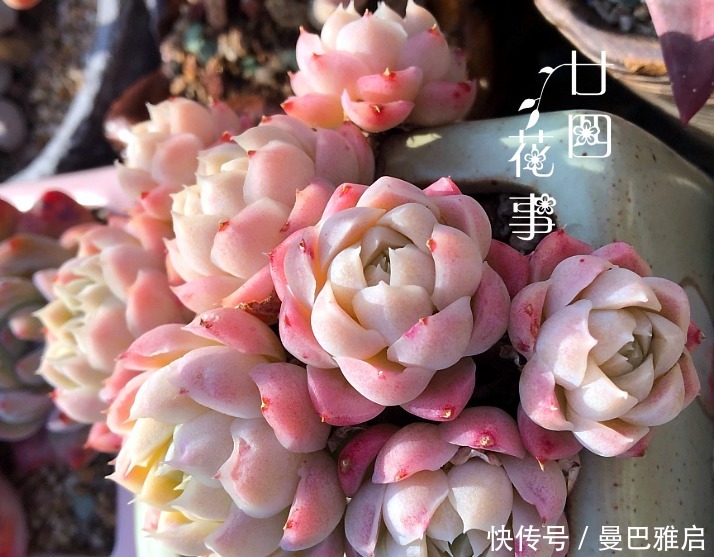 9种多肉小巧精致,易出状态爱群生,浓妆淡抹总相宜,适合女生