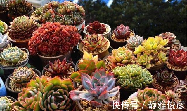死翘翘|露养多肉万般好？做不好这3件事，一样死翘翘