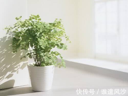 植物|家里养花，就选这些，品味高大上，好养又耐看