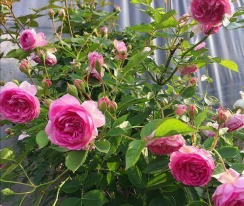 把5种花养在家里，一年四季都开花，真漂亮