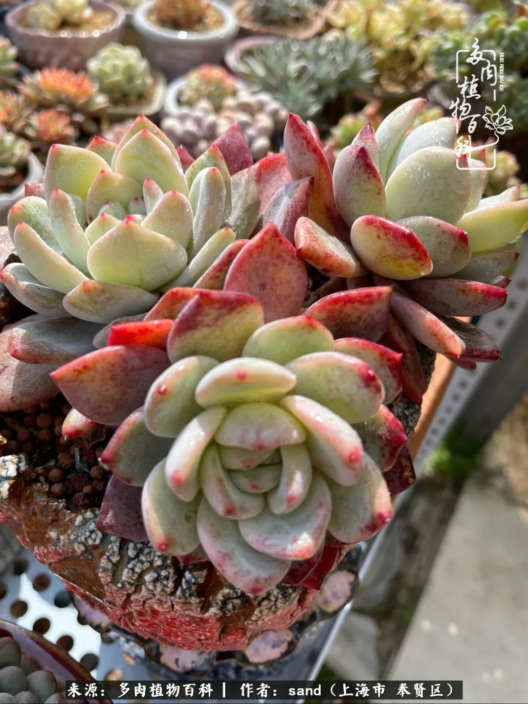 带着200多盆多肉,三个月搬两次家,是一种怎样的体验