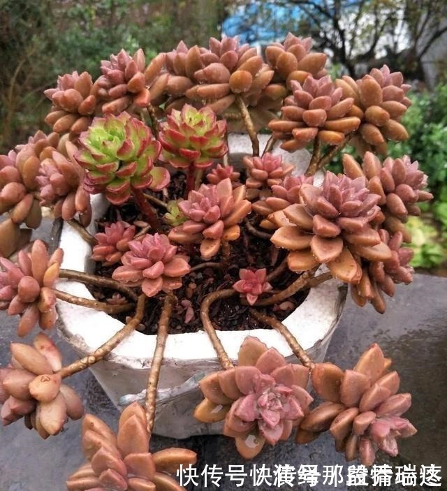 多肉|花友养多肉3年，全都养成了老桩，全靠这6个品种，真是太明智了！