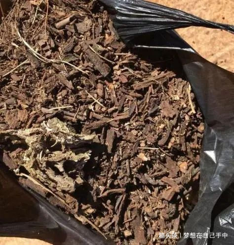 新芽|君子兰换盆,多做“这1步”,15天恢复生长,比往年花量多得多