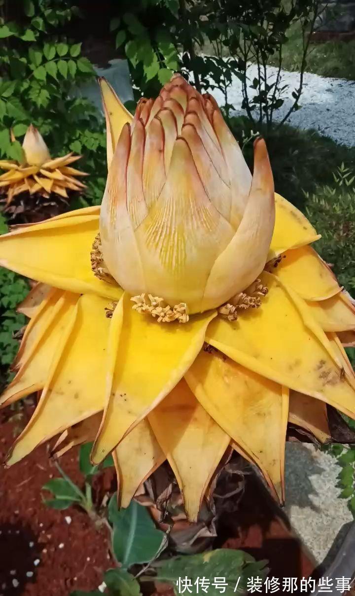 命里“多金”的5种花,寓意好又贵气,家里养一盆,带来好运气