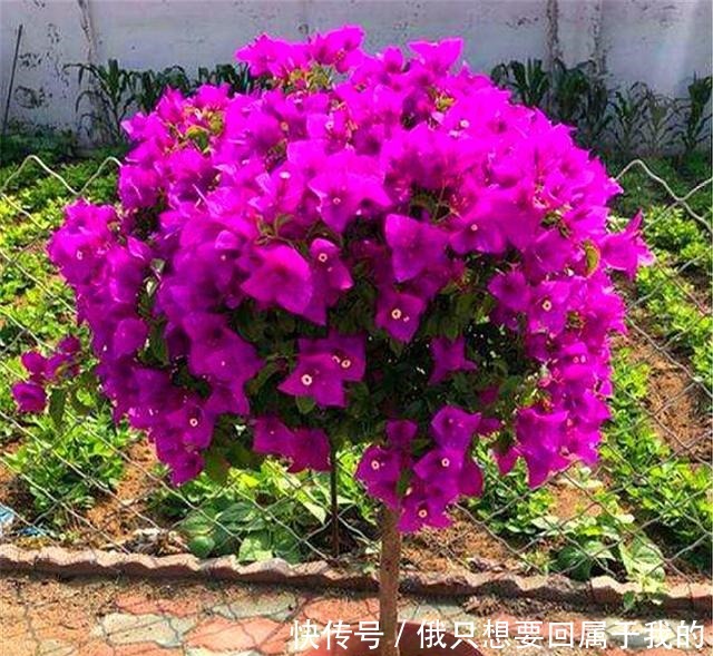 6月养三角梅,做好“4个多”,爆炸式开花,只见花朵不见叶