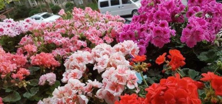 大爷|大爷养花20年,只用3种生活“垃圾”养花,不烂根黄叶,养啥都旺